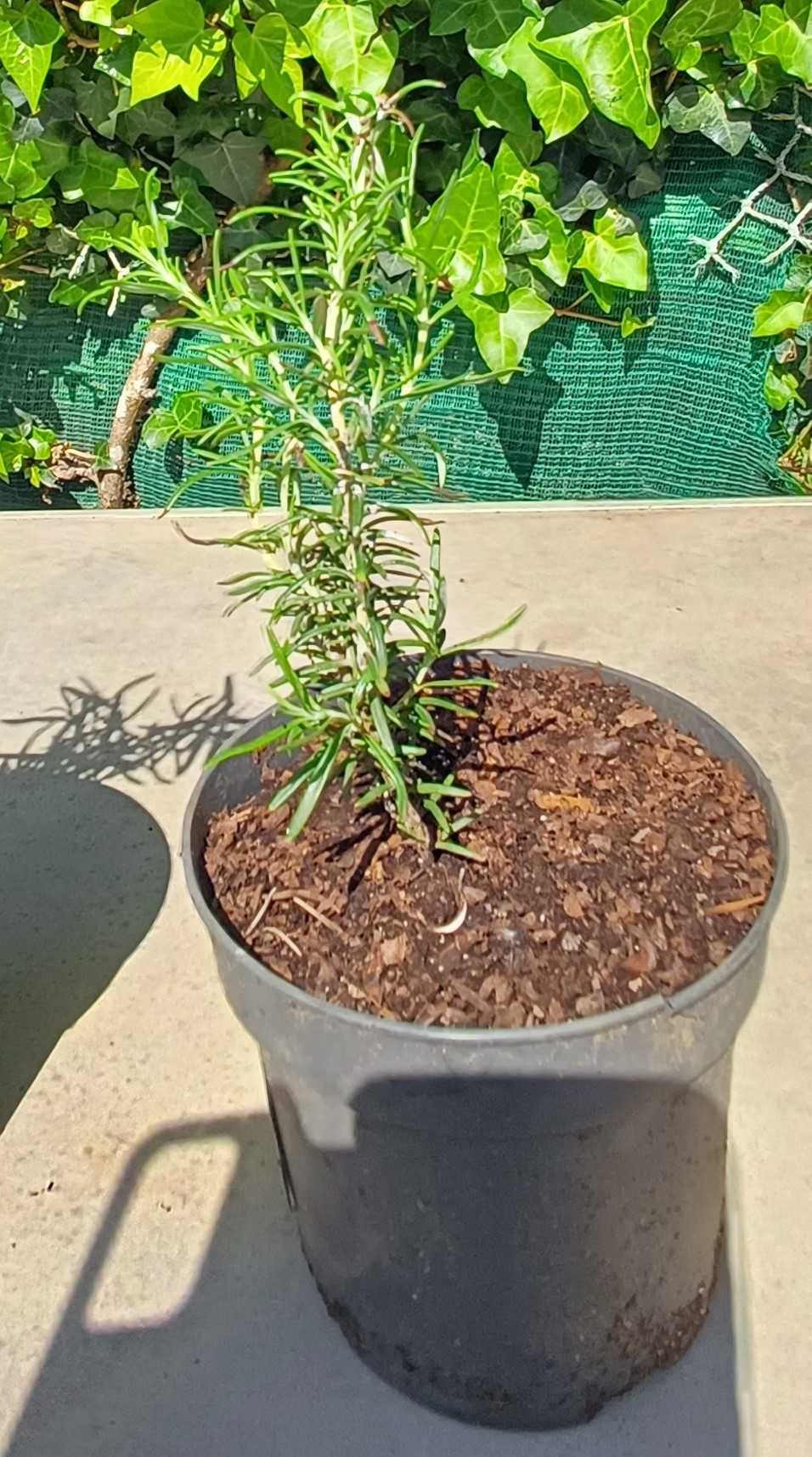 Planta Alecrim biológico em vaso