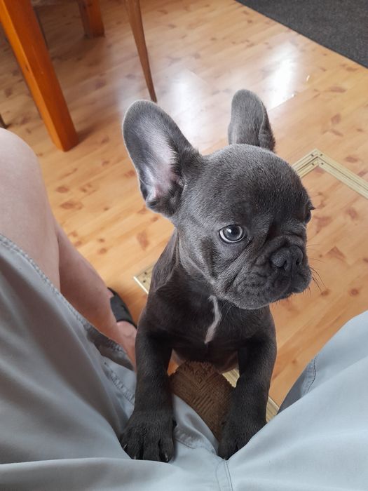 Buldog francuski suczka