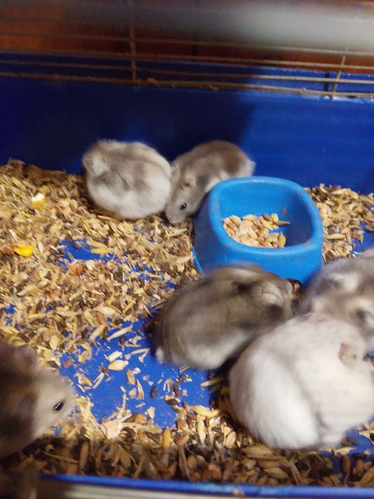 Хомячки Кременчуг