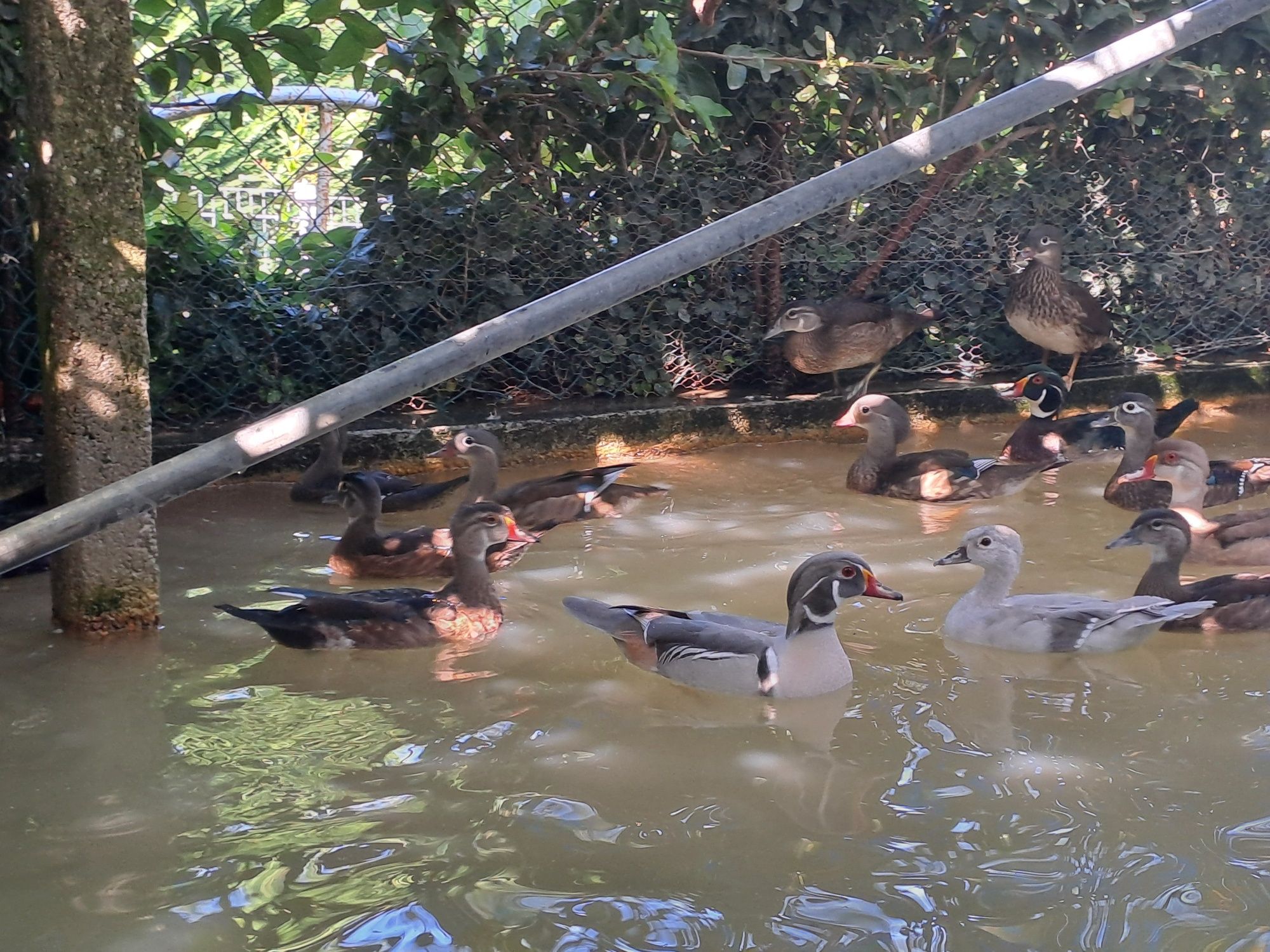 Patos carolinos cinzento canela e normal