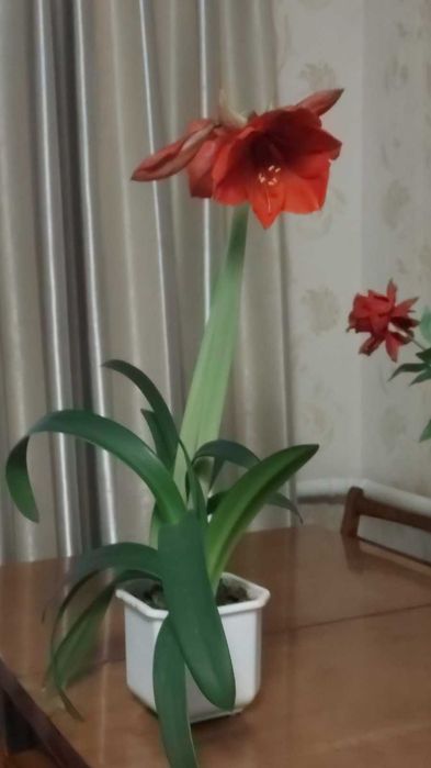 Продам гіпеаструм