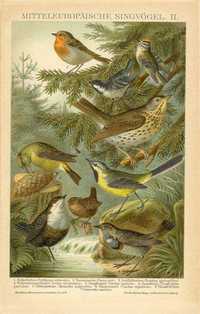 1898 r. Ptaki-Zwierzęta oryginalne XIX w. litografie