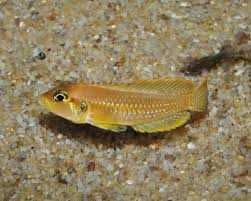 muszlowiec wielkooki/ocelatus gold SKLEP ŻYRAFA