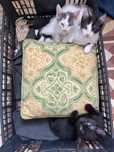 Gatinhos para adoção