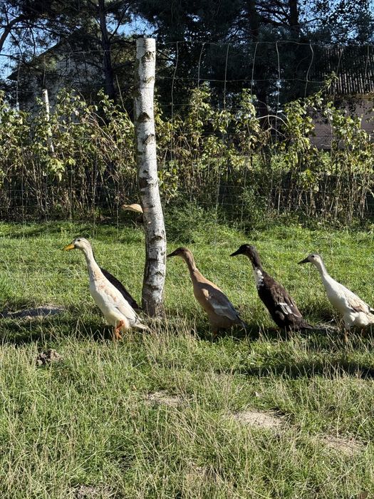 Kaczki biegus indyjski i piżmówki