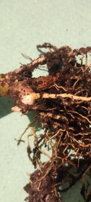 Сансивирія фаваріт,