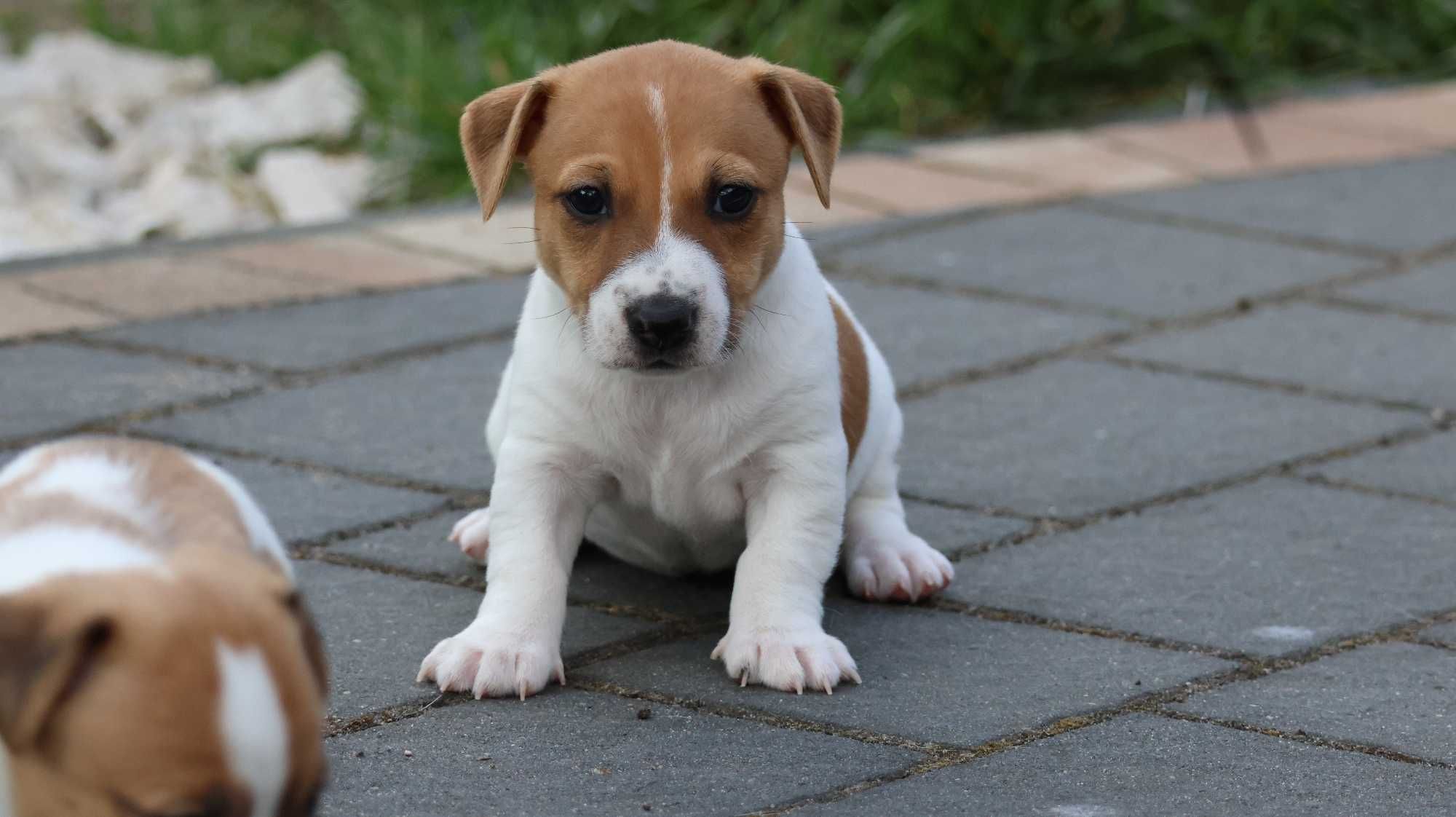 Jack Russell Terrier / BREFIO- SUCZKA nr 1