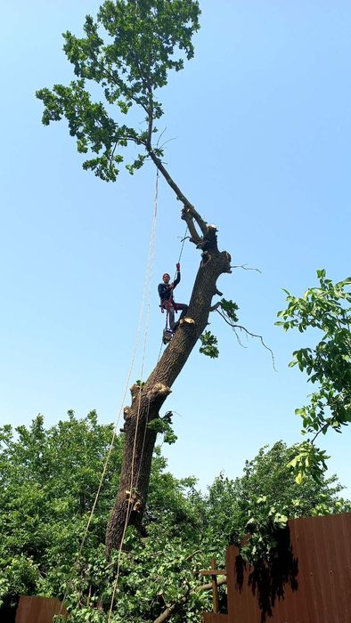 Спил деревьев. Валка деревьев. Удаление деревьев. Спилить дерево.