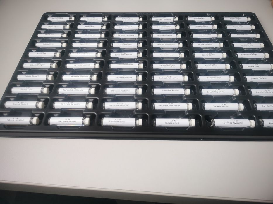 Test Borelioza  paleta Babesia Bartonella Borrelia do Bicom biorezonan