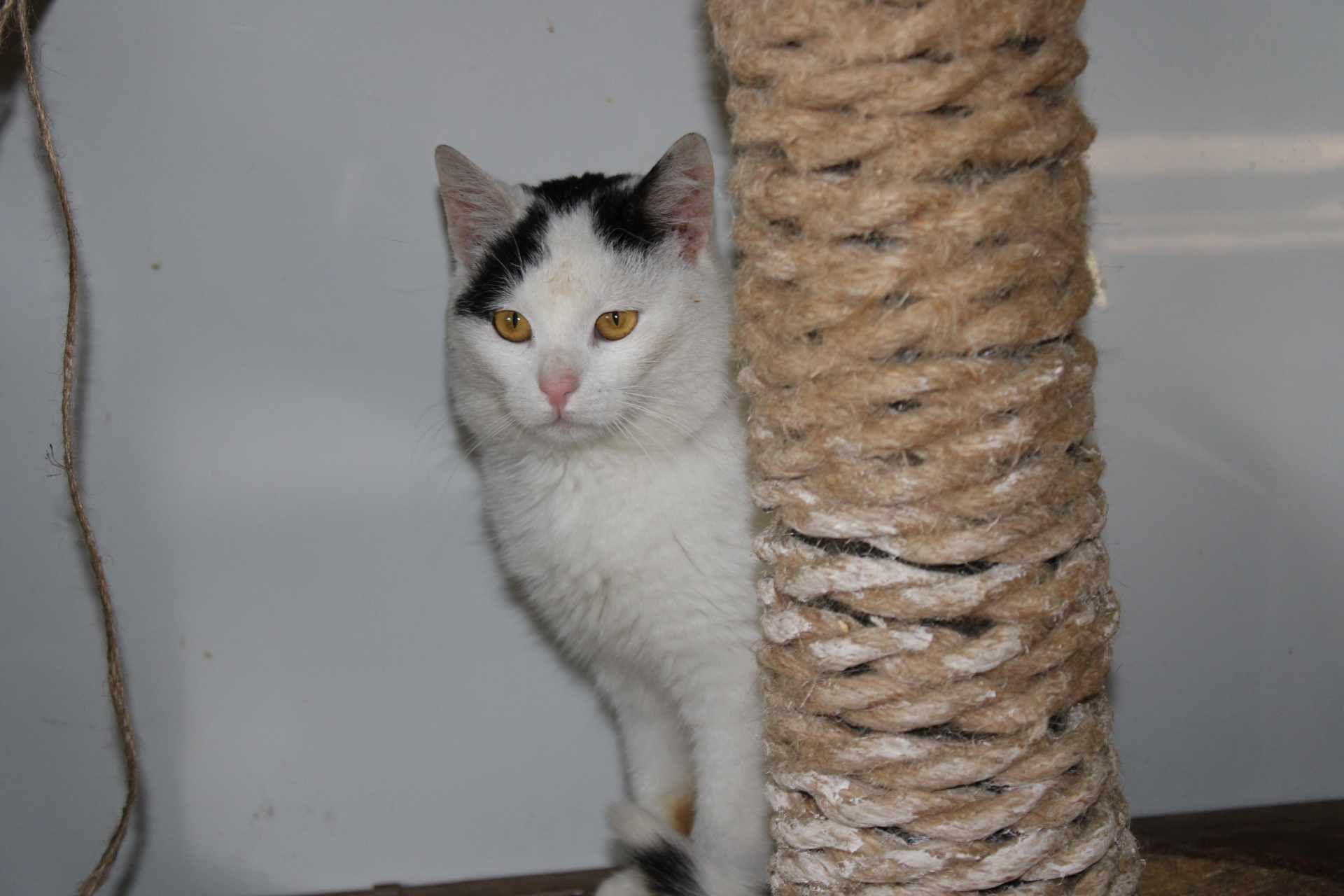 Roczny kocurek z białaczką do adopcji