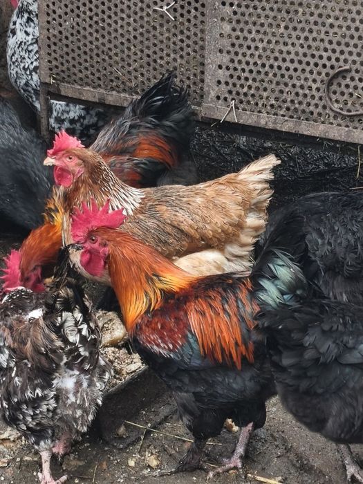 Продам чистопорідного півня Чорно мідного Марана.