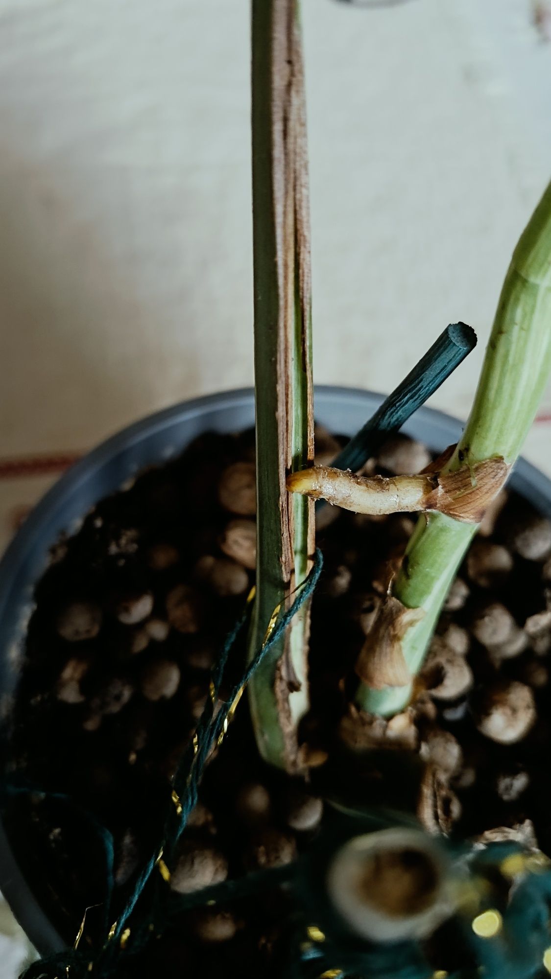 Monstera variegata 35cm