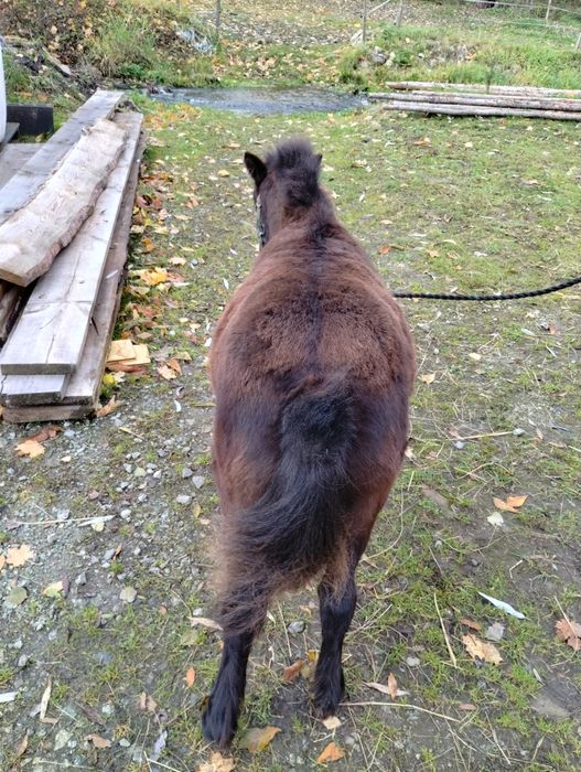 Sprzedam Klaczka kucyka