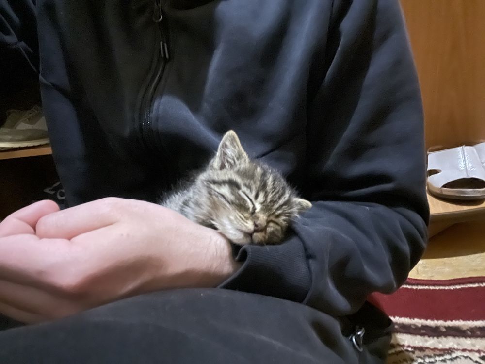 Кіт, котик, кошеня