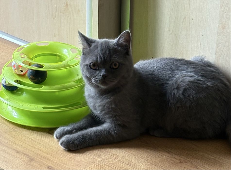 Brytyjskie kocurek niebieski