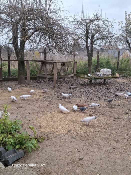 Srebrniaki składowe jasne