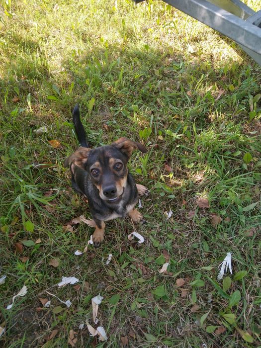 Młoda suczka do oddania