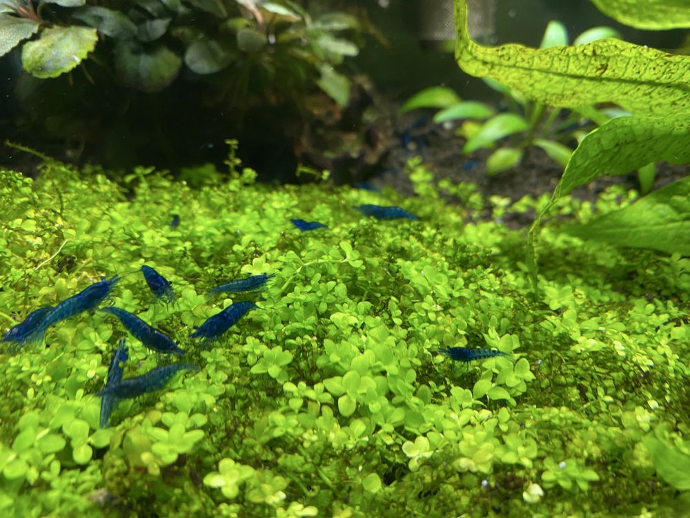 Camarões neocaridina blue dream