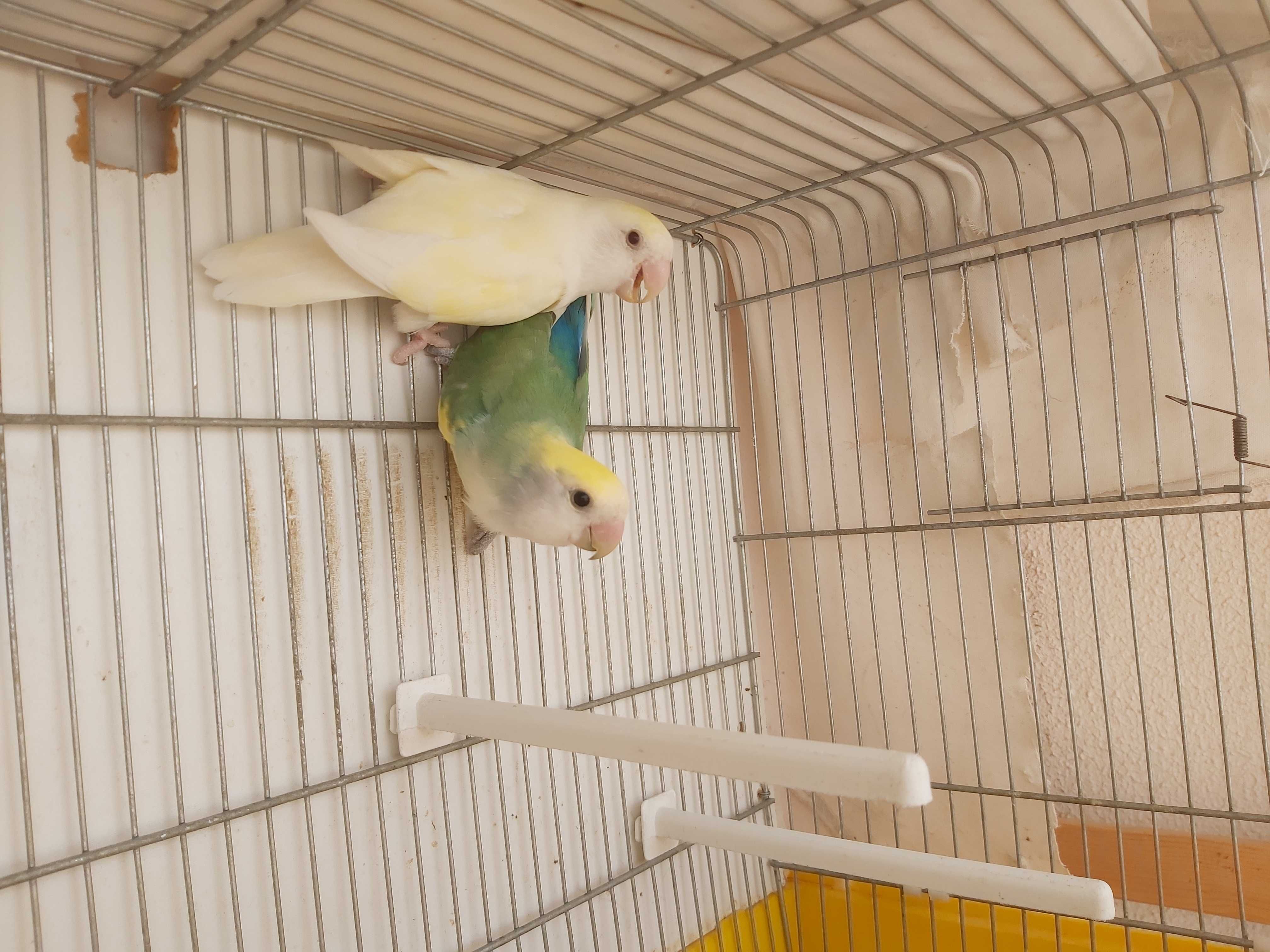 Lindo Casal de Agapornis Roseicollis com gaiola e acessórios
