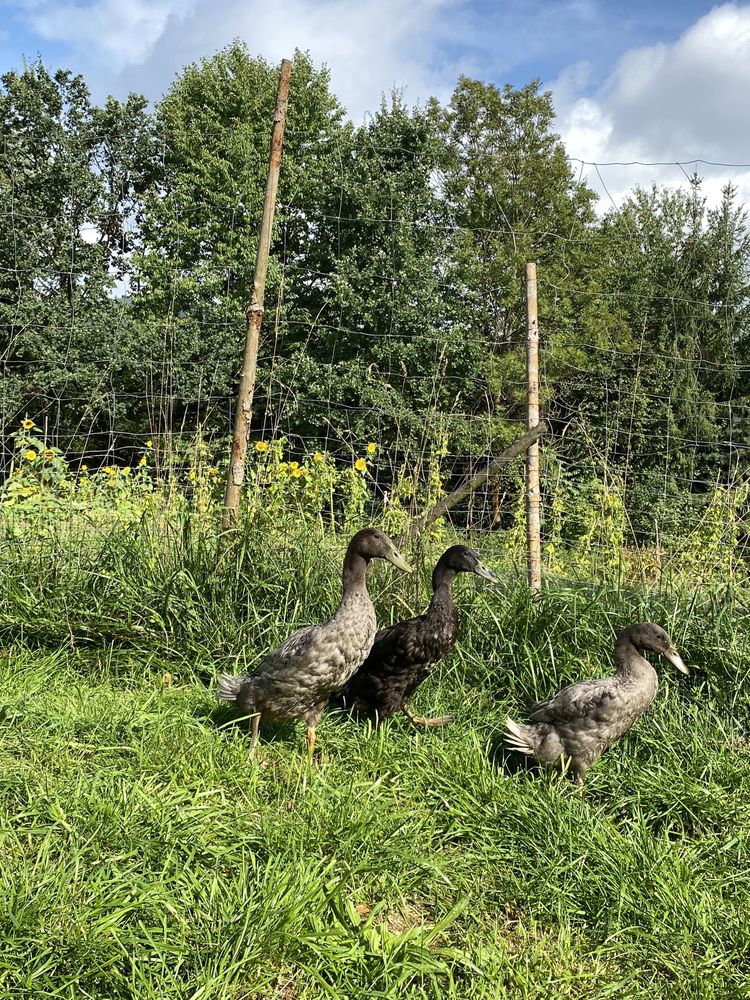 Sprzedam szarego kaczora biegusa