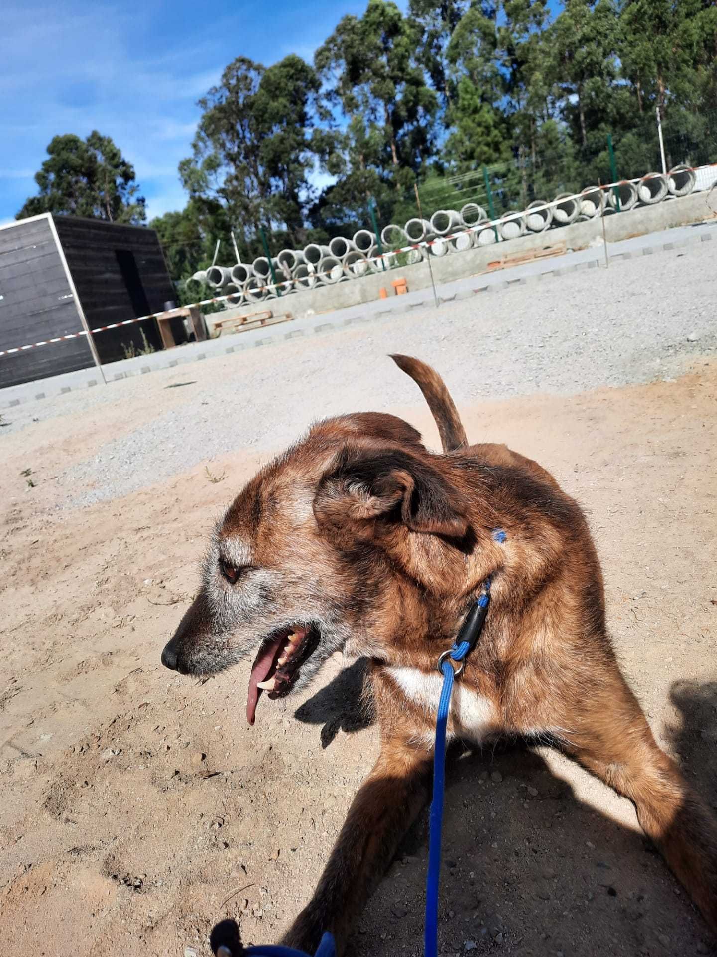 Cão Porte Pequeno-Médio (15kg) Para Adoção (Guaraná)