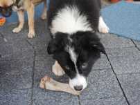 Border Collie - suka