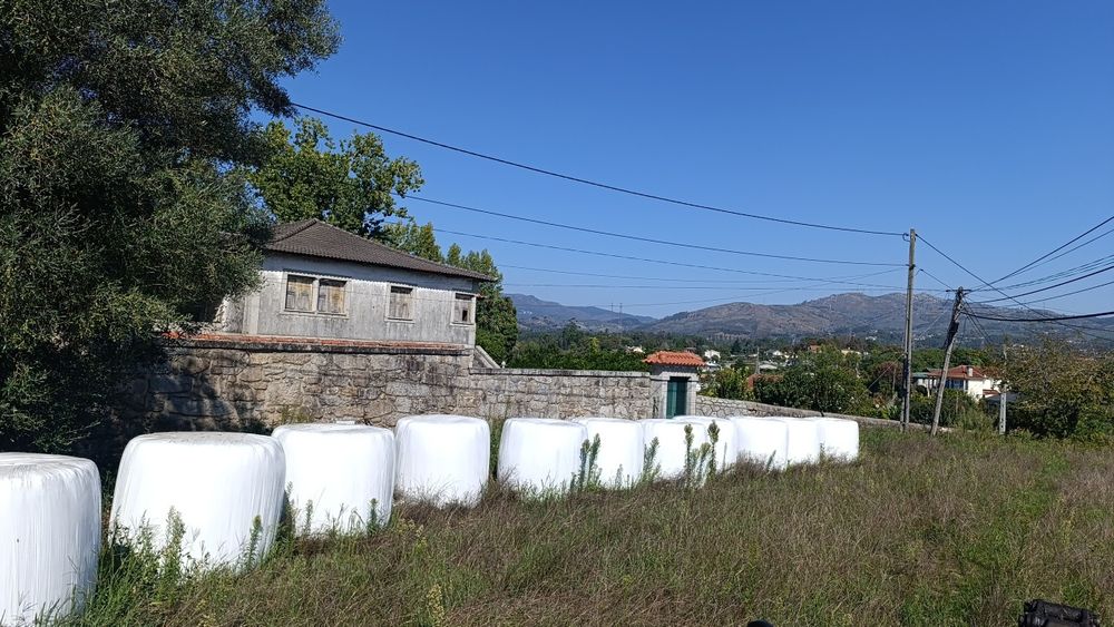 Rolos erva verde nascediço