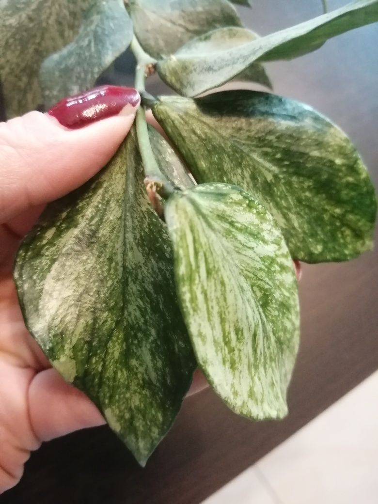 Hoya Polyneura Broget Hoya kolekcjonerska