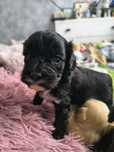 Cavapoo-Cavoodle Samiec o pięknym umaszczeniu do rezerwacji!