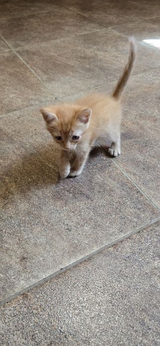Отдам котят в хорошие руки