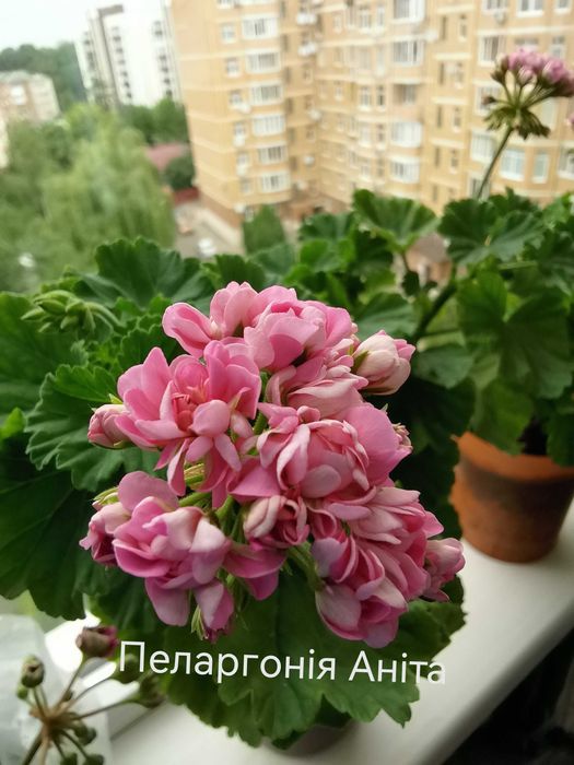 Продам кімнатну рослину пеларгонію  Астрід Розебуд