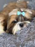 Piesek Noe 5 miesięcy shih tzu Zkwp FCI komplet szczepień szuka domku