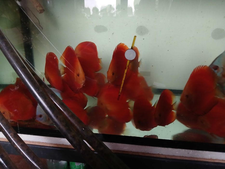 Paletki red melon