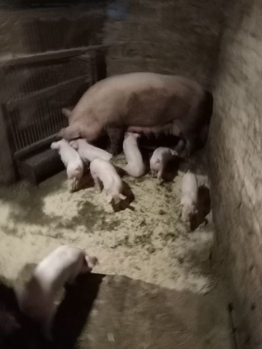 Поросята велика біла макстер+ландрас