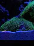 Briareum ultra fluo
