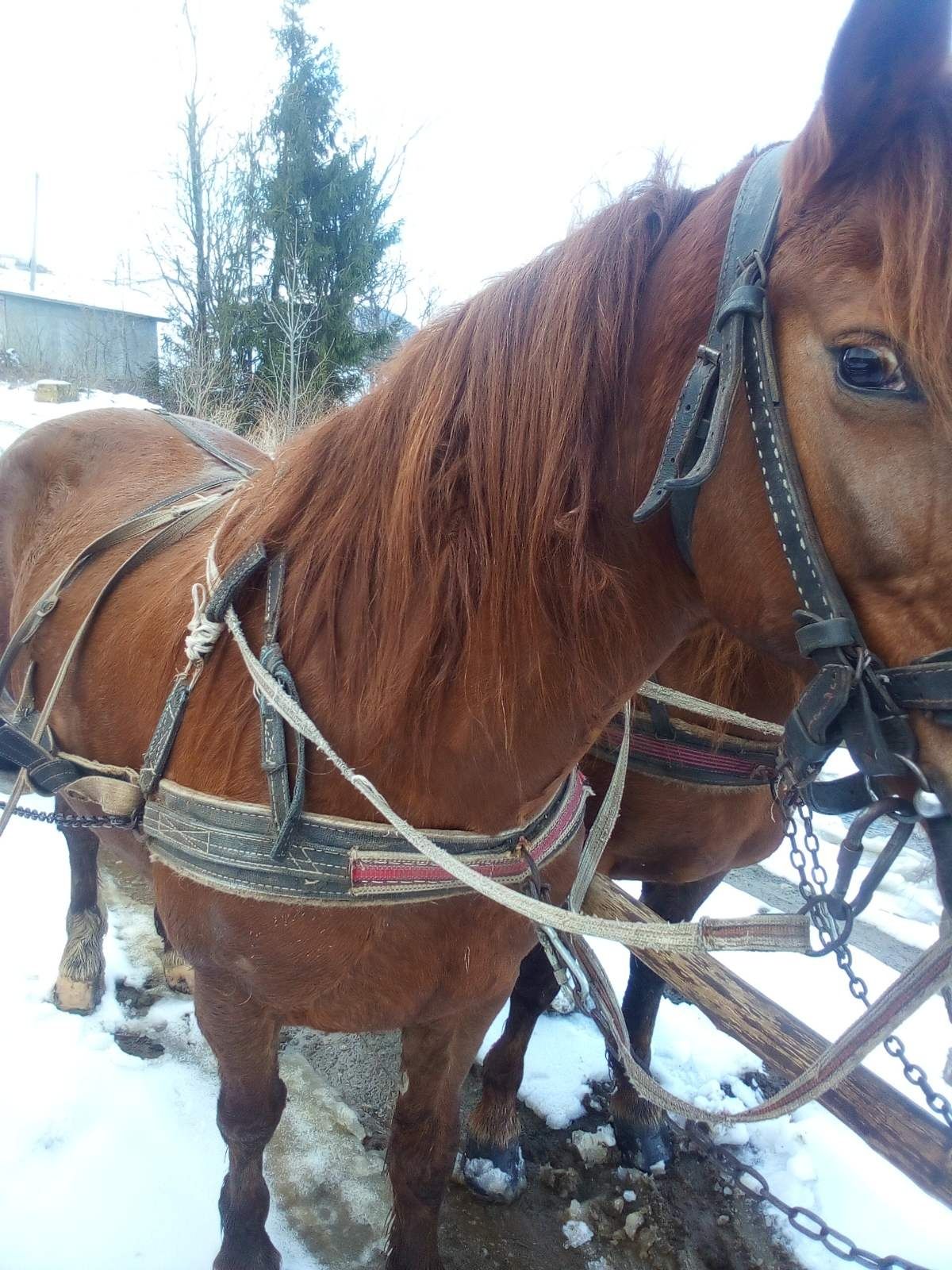 Продам ару робочих коней