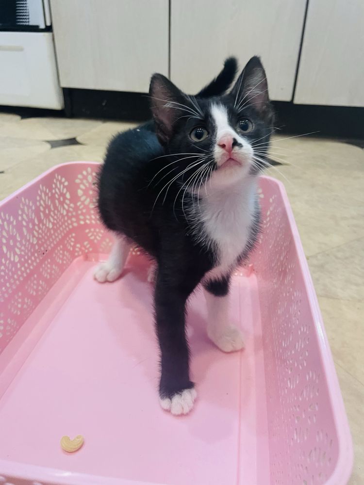 Котята шукають родини