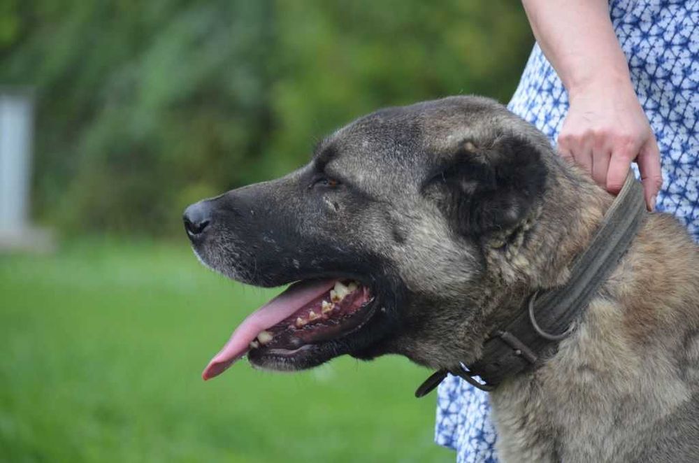 Champion Turcji BARUT kangal.D.K.BUBU FCI