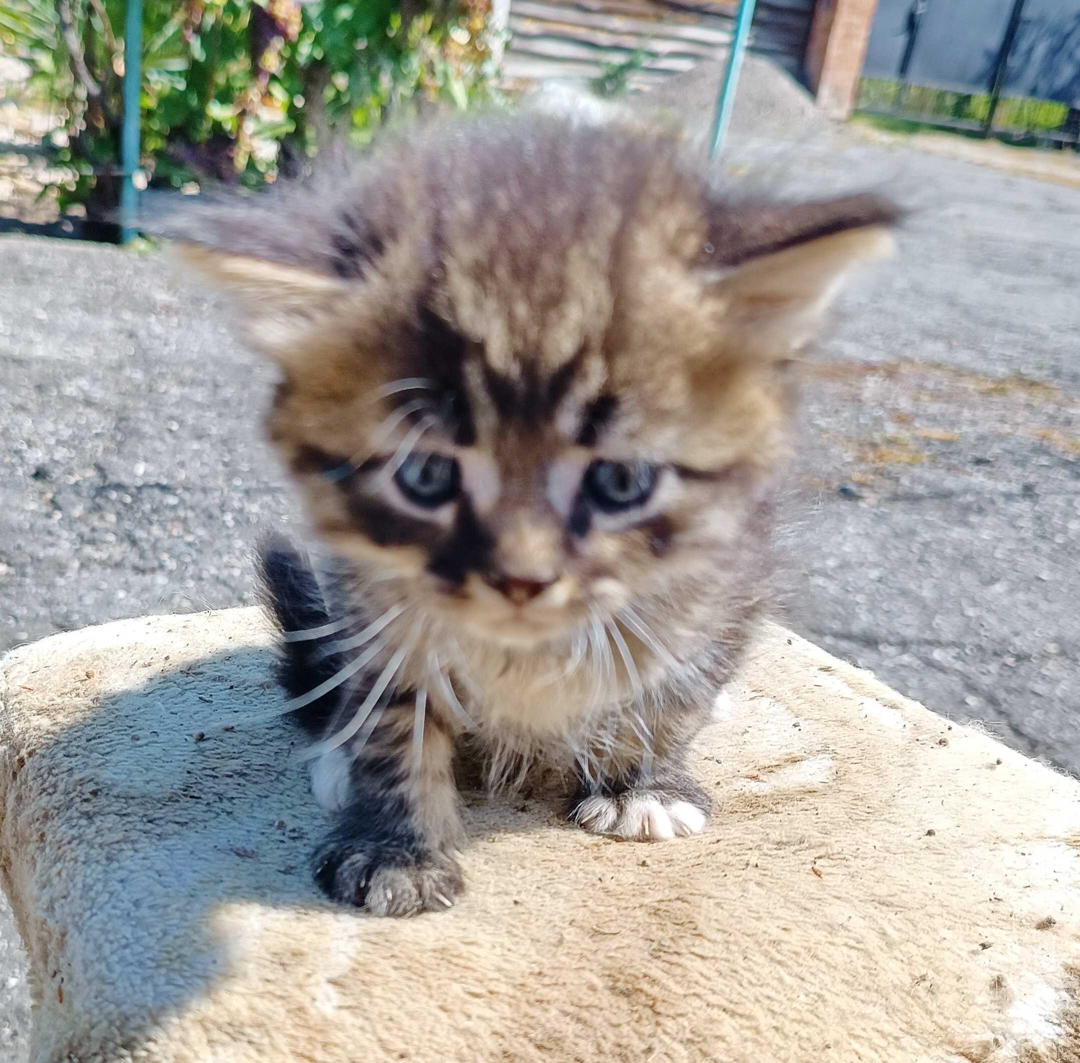 котята мейн-кун 1 міяць