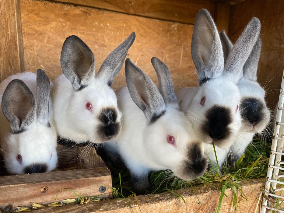 Młode króliki kalifornijskie