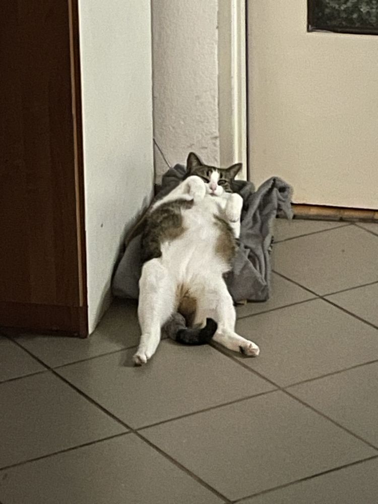 Oddam 2 koty w dobre ręce
