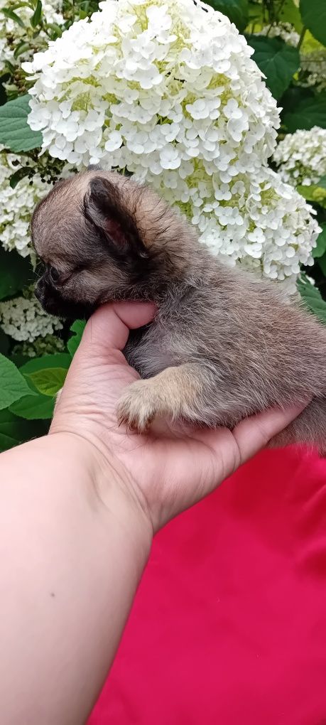 Chihuahua piesek