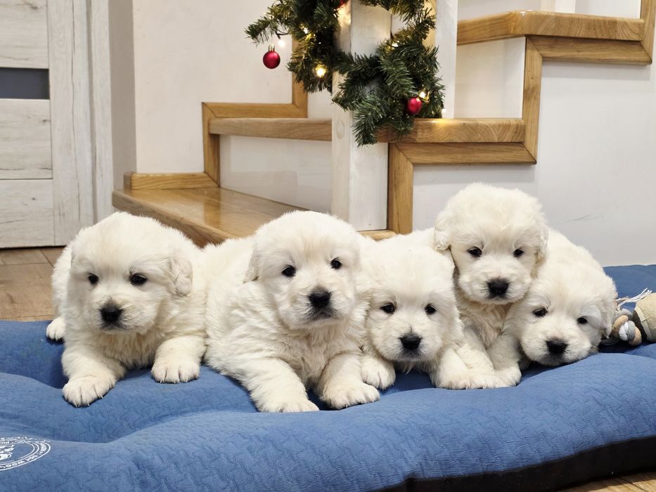 Suczka !!! Owczarek Podhalański !!!