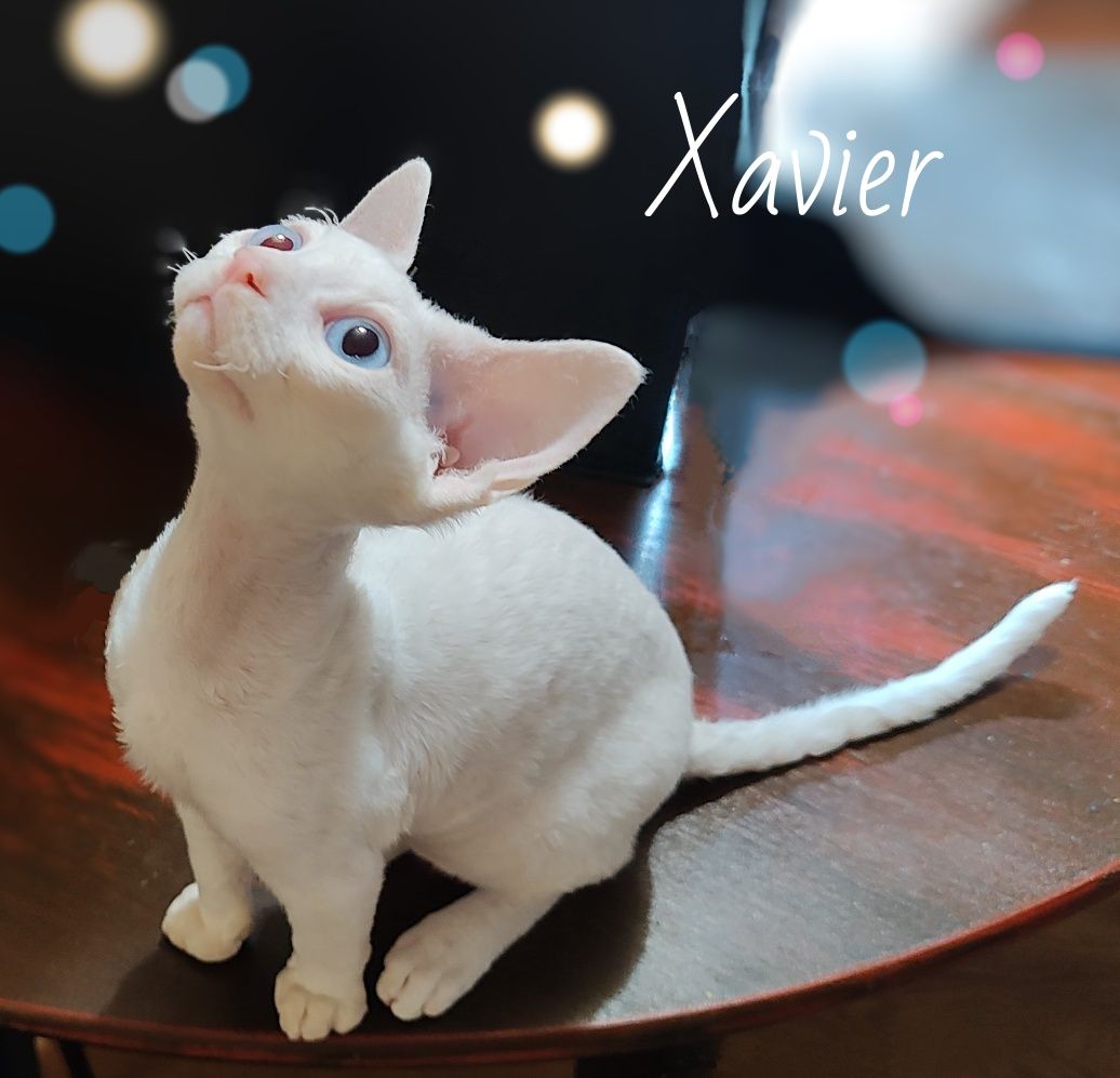 Devon rex Xavier - po prostu Boski