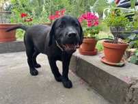 ZKwP (FCI) - Labrador retriever suczka rodowodowa szczeniaczek