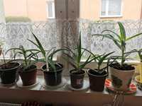 Aloes leczniczy duże sadzonki kilkanaście sztuk