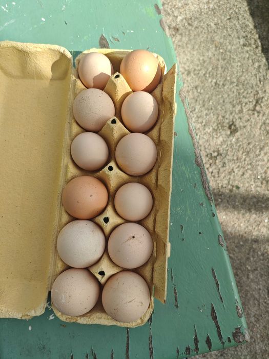Vendo Ovos caseiros