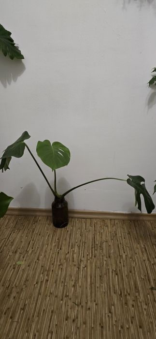 Монстeра Деликатесная