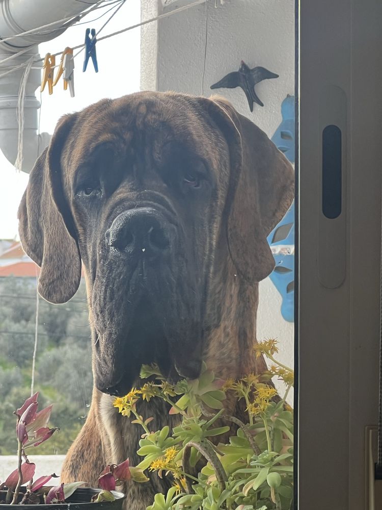 Dogue Alemao Isabela Fêmea