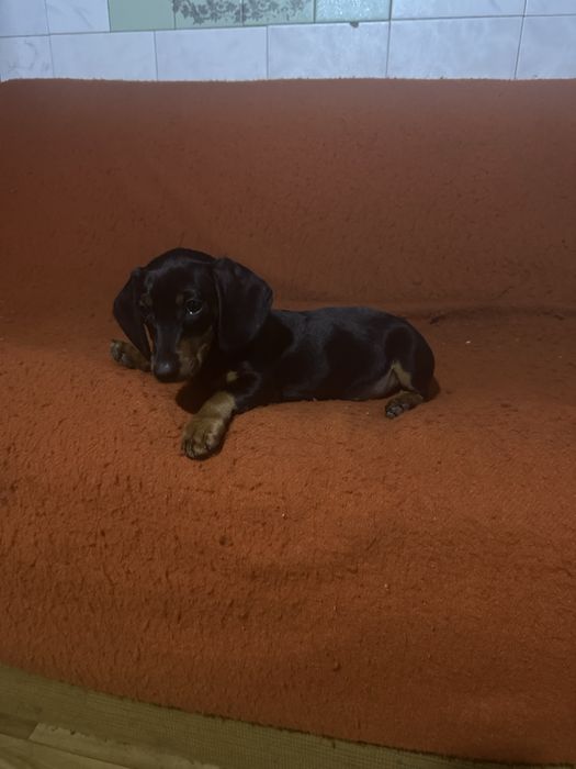 Продам щиня Такси